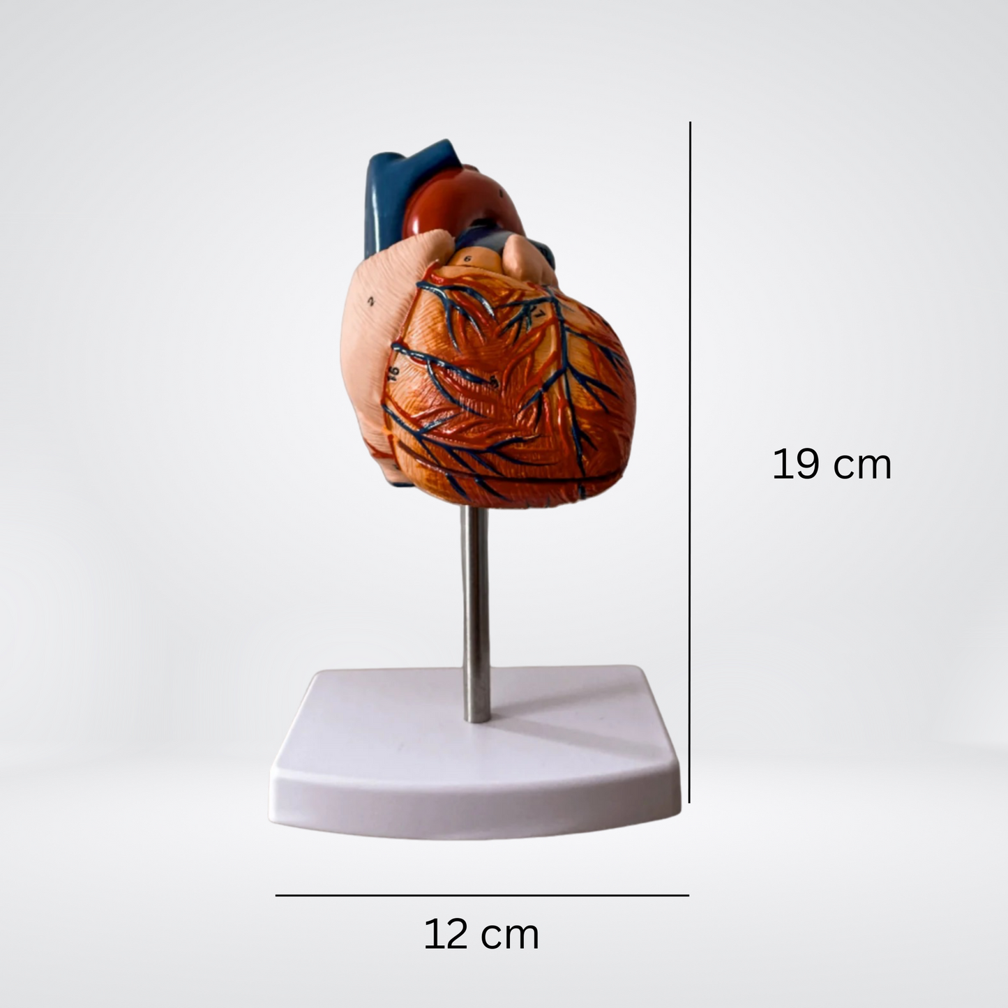 Maße Herzmodell: 12cmx19cm