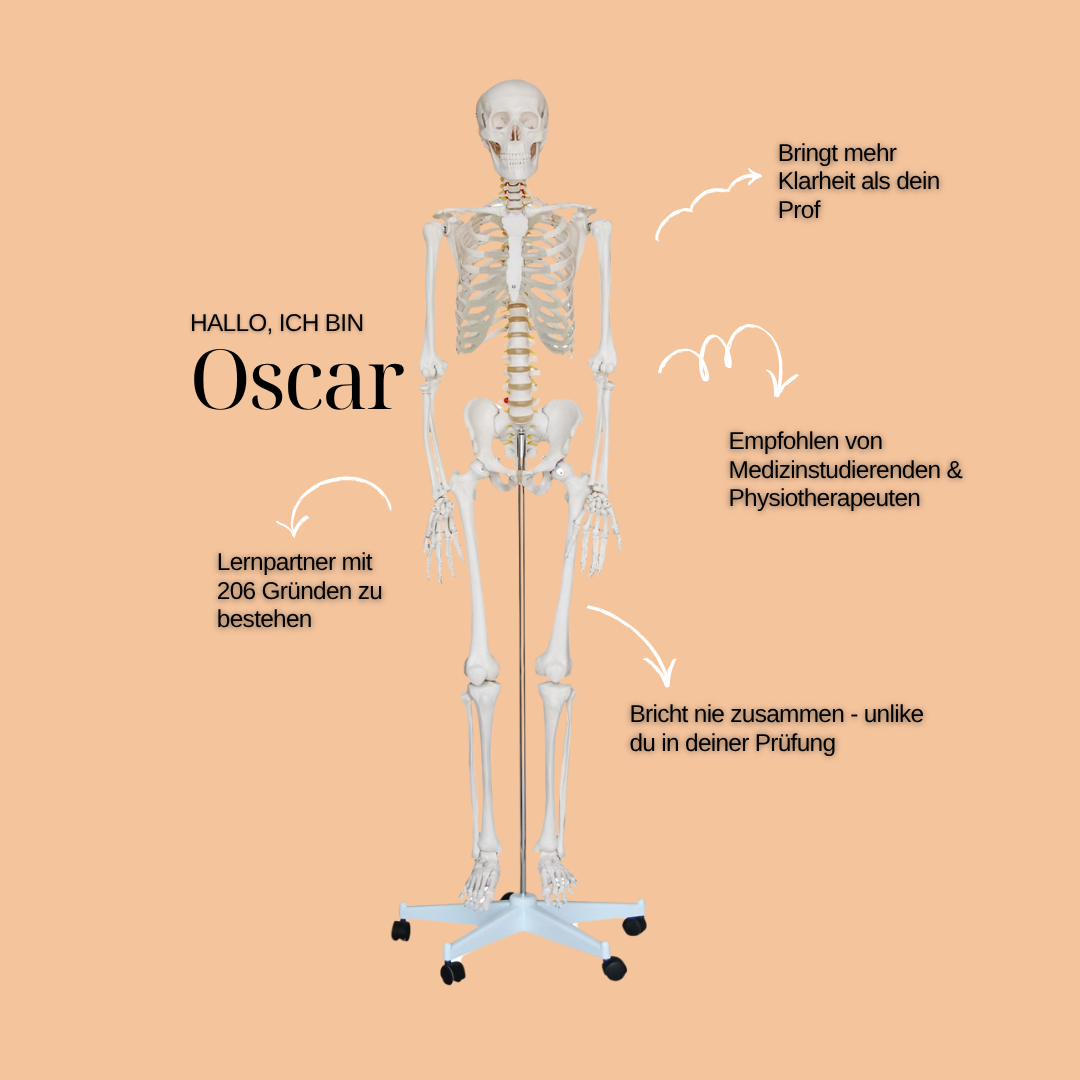 Lebensgroßes Anatomie-Skelett Oscar