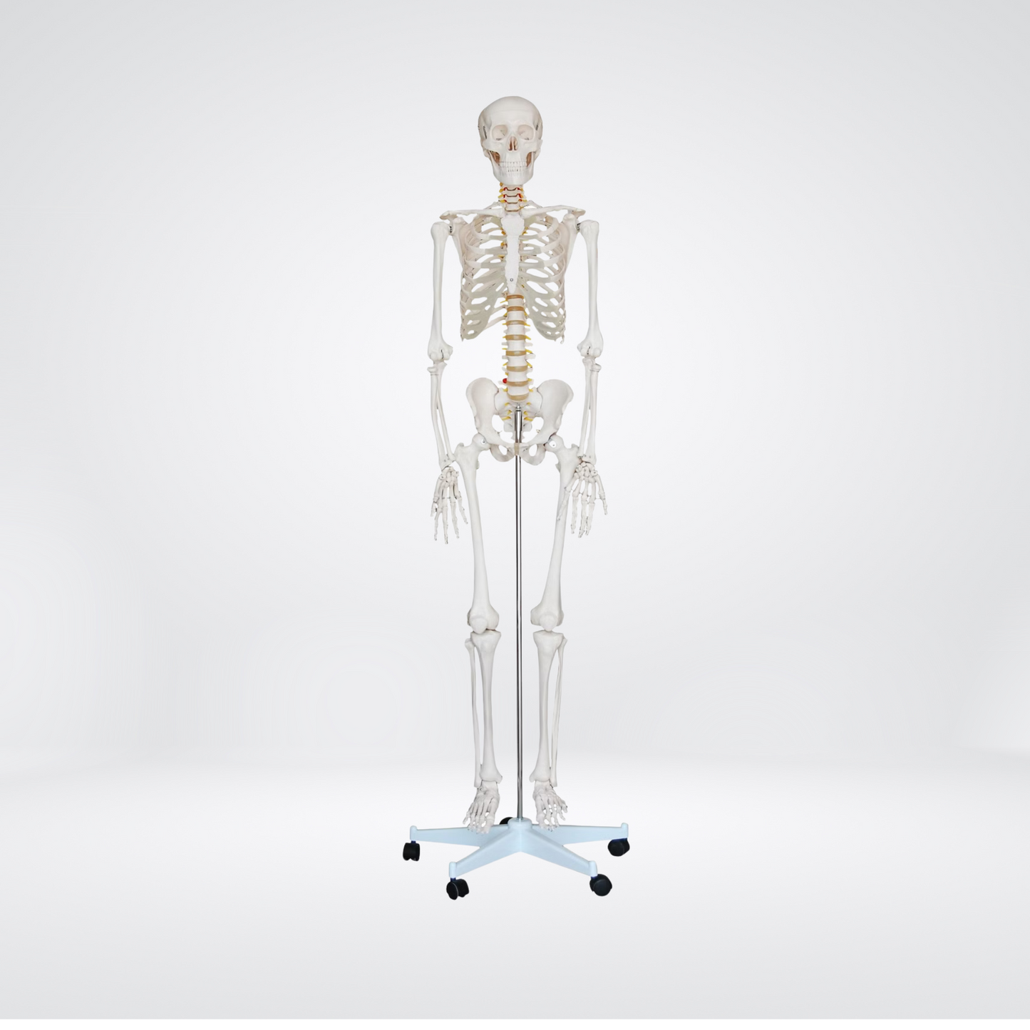 Lebensgroßes Anatomie-Skelett Oscar