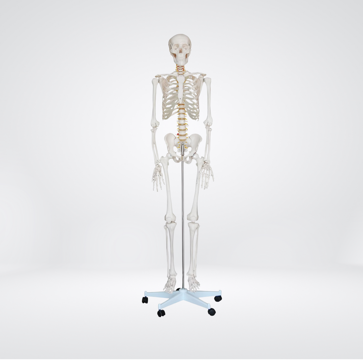 Lebensgroßes Anatomie-Skelett Oscar - anatomedic
