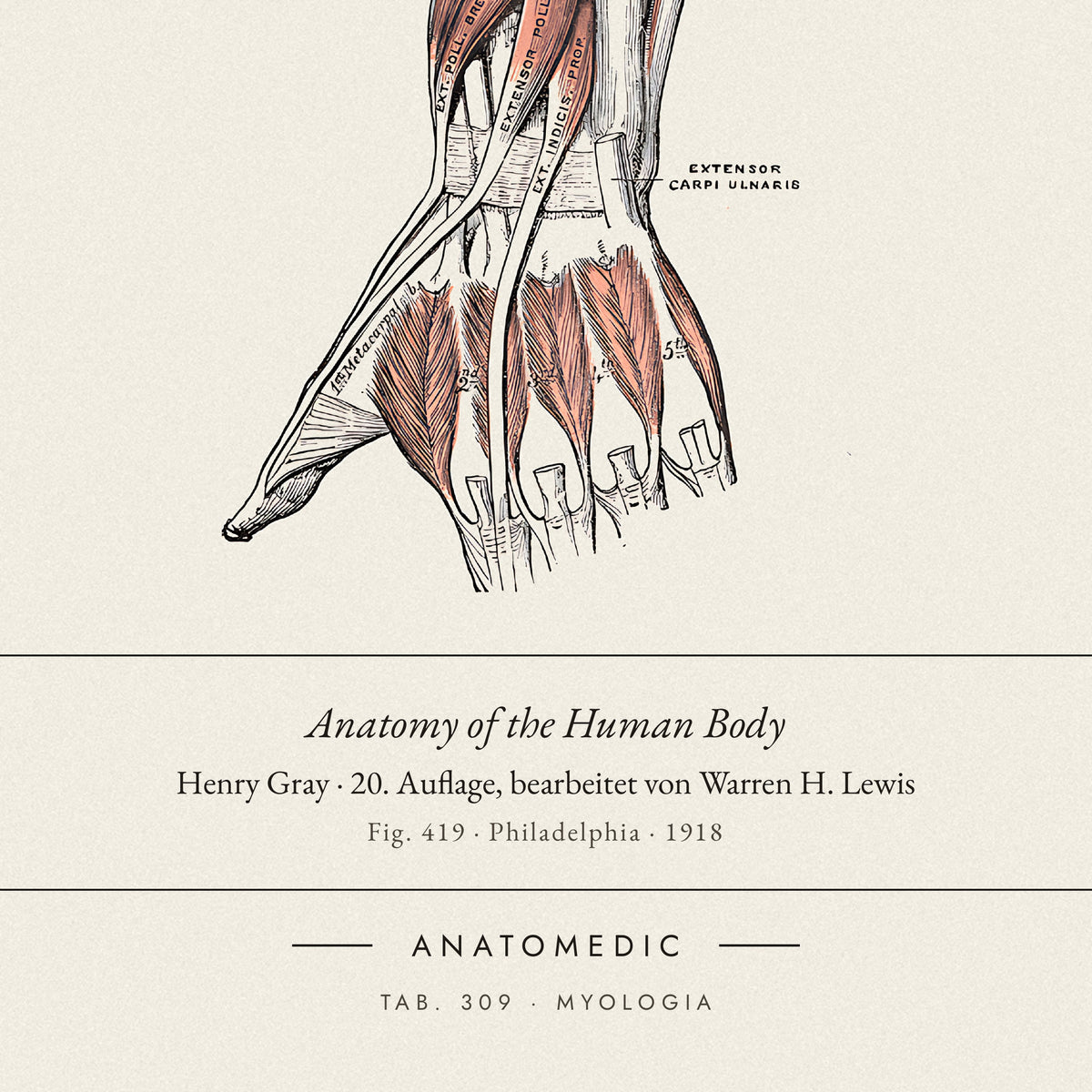 Nahaufnahme der Bildunterschrift: Anatomy of the Human Body · Henry Gray · 20. Auflage, bearbeitet von Warren H. Lewis, TAB. 309 · MYOLOGIA
