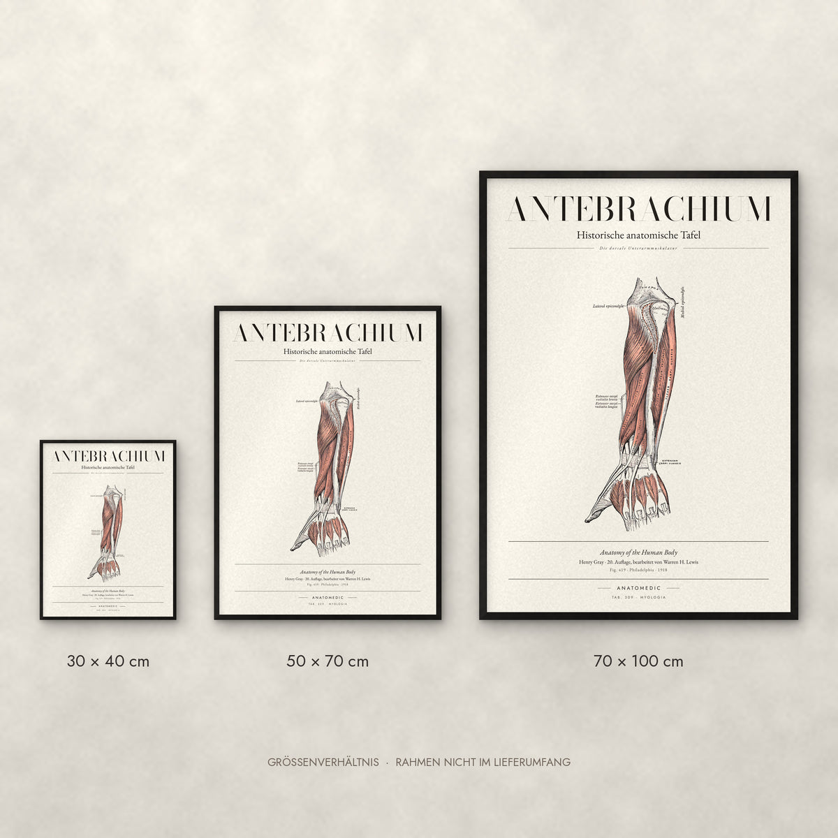 Antebrachium – Die dorsale Unterarmmuskulatur Poster im Größenvergleich: 30 × 40, 50 × 70 und 70 × 100 cm