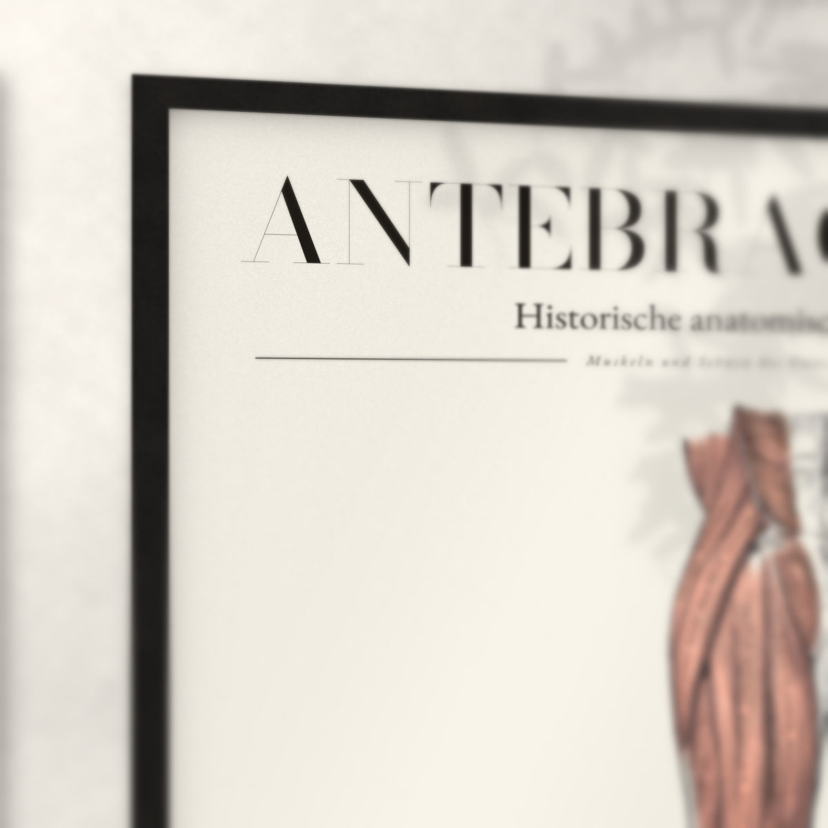 Nahaufnahme von Rahmenecke und Titel „Antebrachium – Muskeln und Sehnen des Unterarms“
