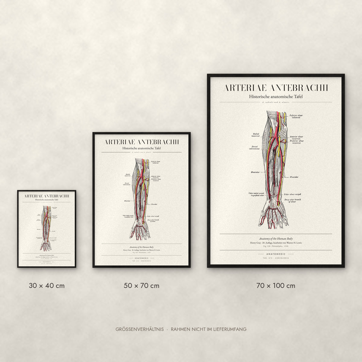 Arteriae Antebrachii Poster im Größenvergleich: 30 × 40, 50 × 70 und 70 × 100 cm
