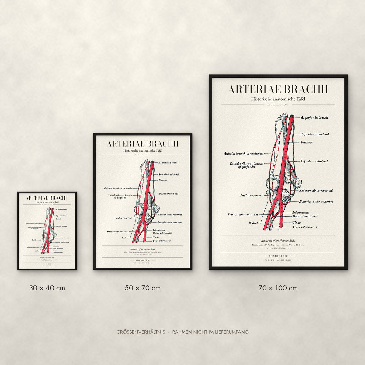 Arteriae Brachii Poster im Größenvergleich: 30 × 40, 50 × 70 und 70 × 100 cm