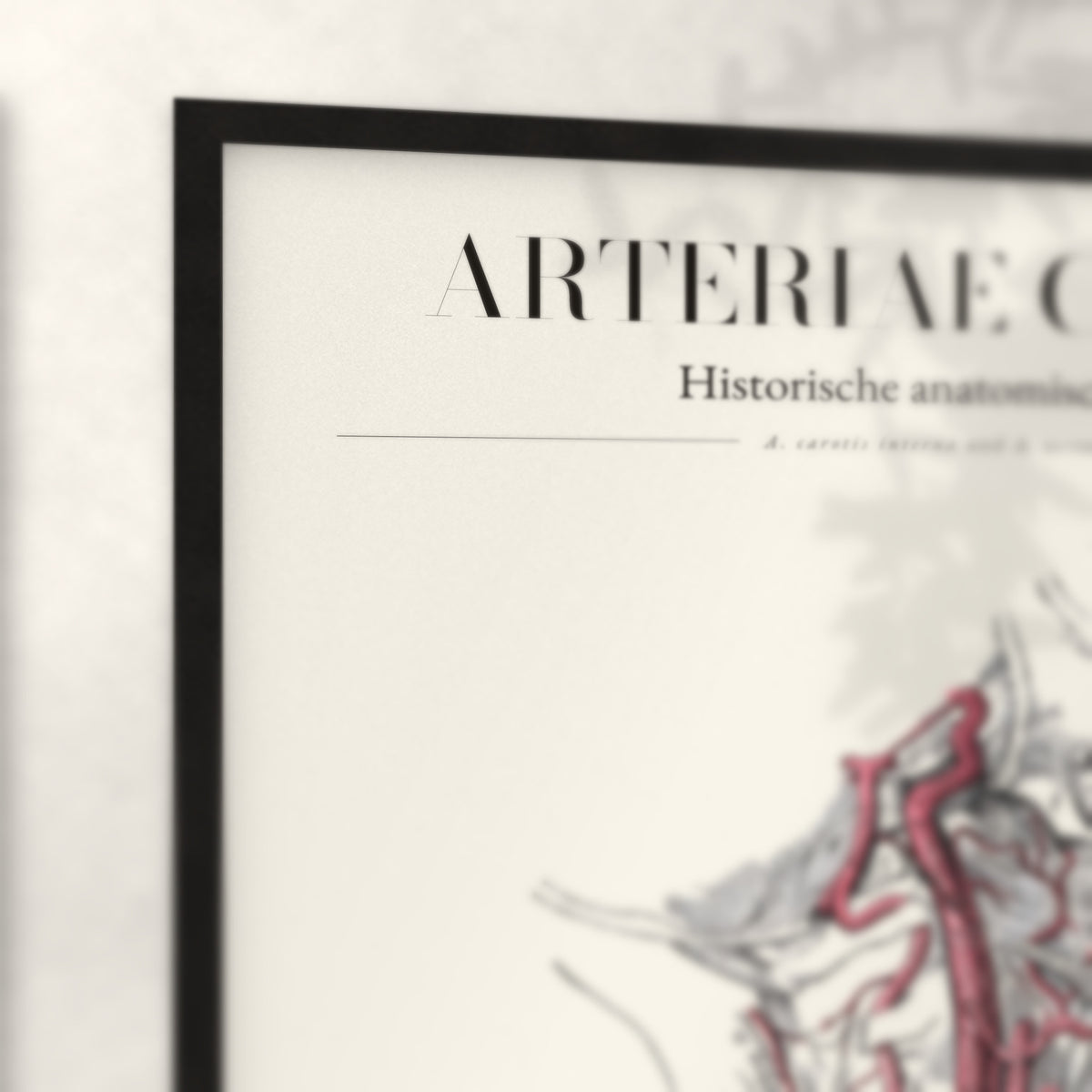 Nahaufnahme von Rahmenecke und Titel „Arteriae Capitis“