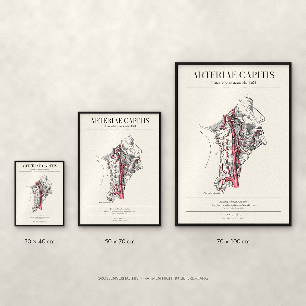 Arteriae Capitis Poster im Größenvergleich: 30 × 40, 50 × 70 und 70 × 100 cm