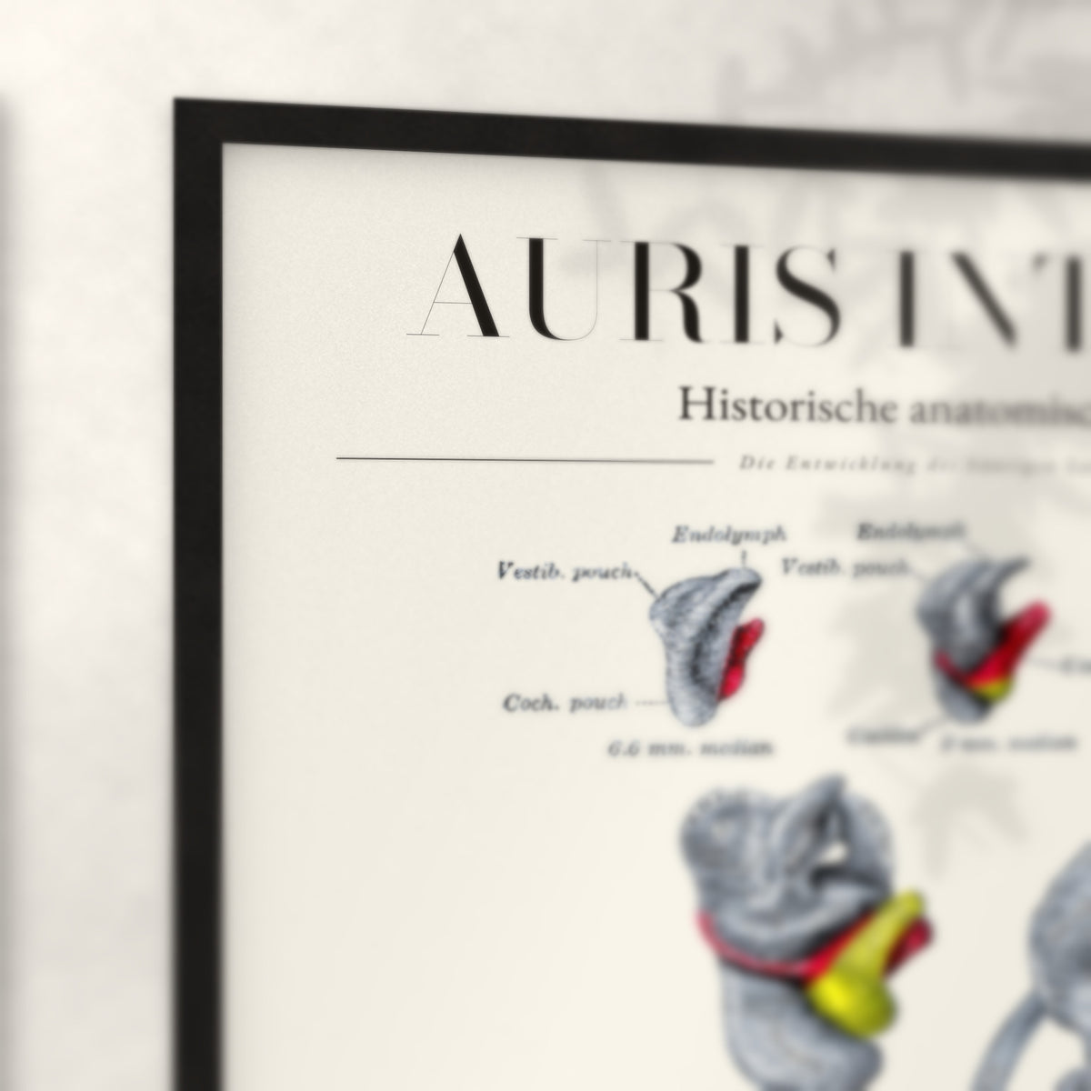 Nahaufnahme von Rahmenecke und Titel „Auris Interna“