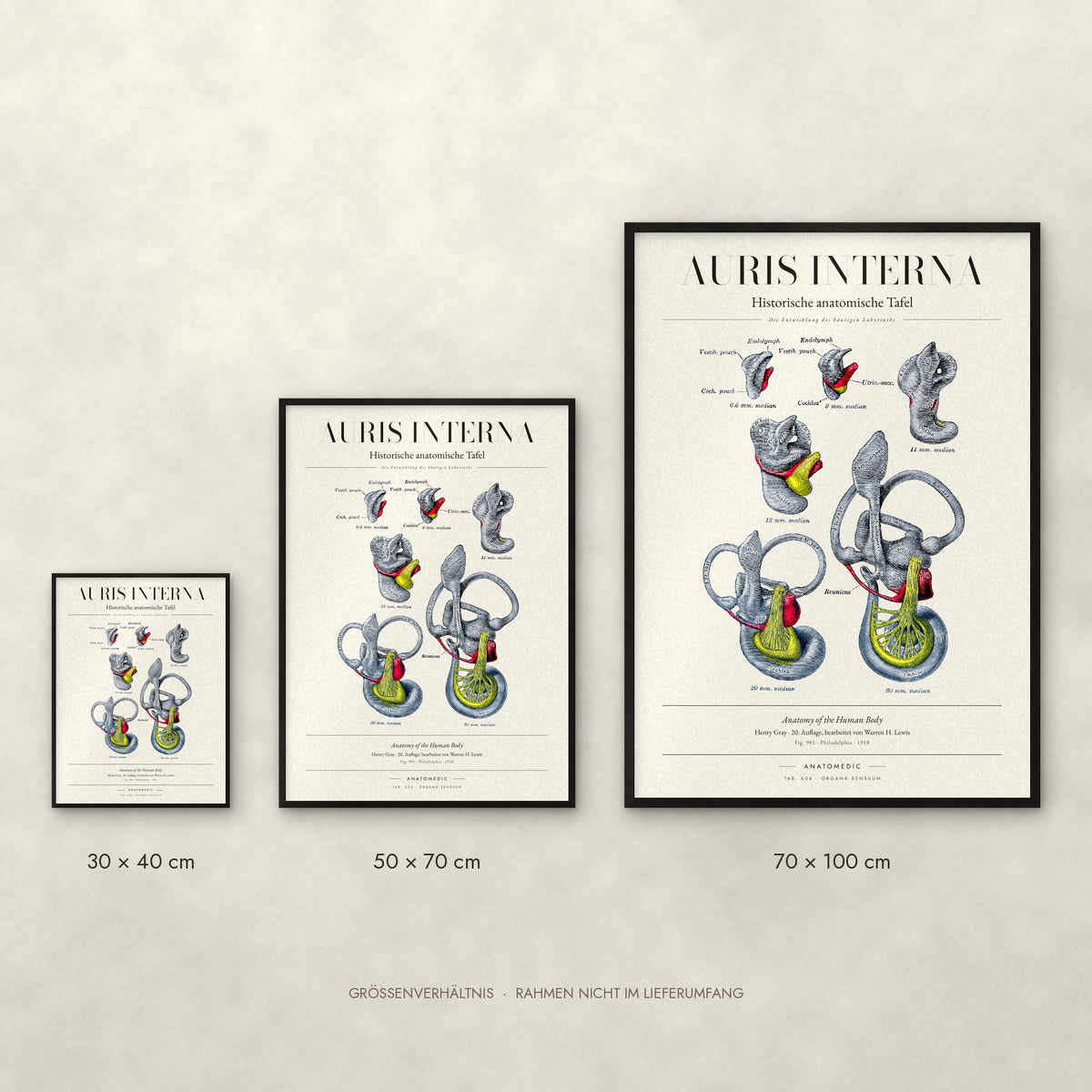 Auris Interna Poster im Größenvergleich: 30 × 40, 50 × 70 und 70 × 100 cm