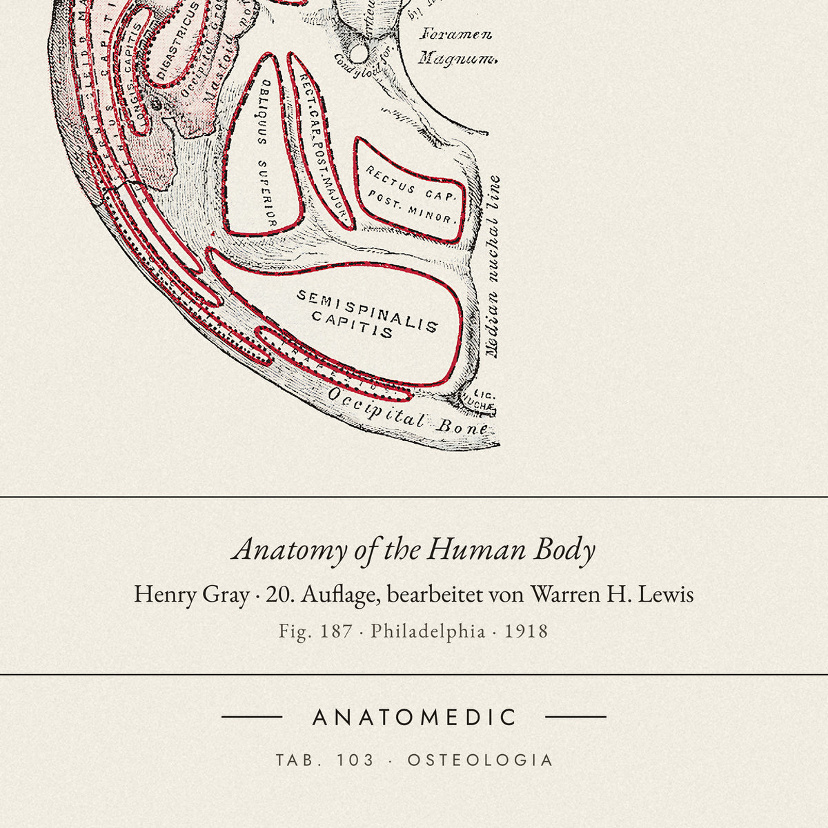 Nahaufnahme der Bildunterschrift: Anatomy of the Human Body · Henry Gray · 20. Auflage, bearbeitet von Warren H. Lewis, TAB. 103 · OSTEOLOGIA