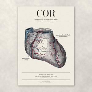 Cor – Anatomie-Poster von ANATOMEDIC, historische anatomische Tafel: Das Herz mit den Herzkranzgefäßen