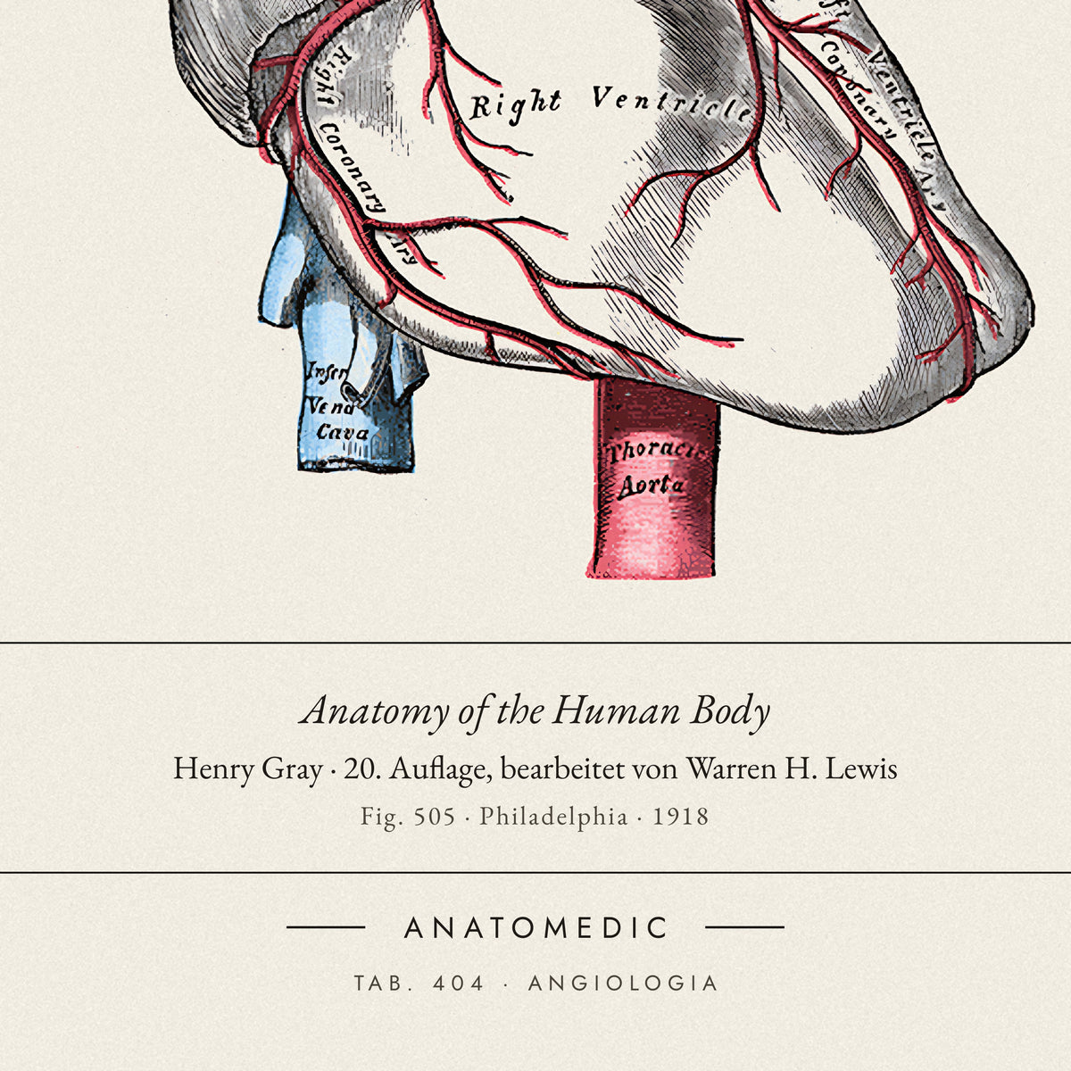 Nahaufnahme der Bildunterschrift: Anatomy of the Human Body · Henry Gray · 20. Auflage, bearbeitet von Warren H. Lewis, TAB. 404 · ANGIOLOGIA