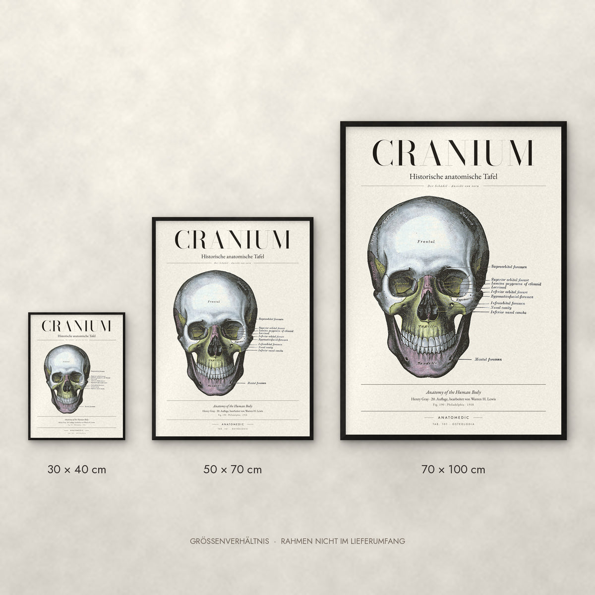 Cranium – Der Schädel · Ansicht von vorn Poster im Größenvergleich: 30 × 40, 50 × 70 und 70 × 100 cm