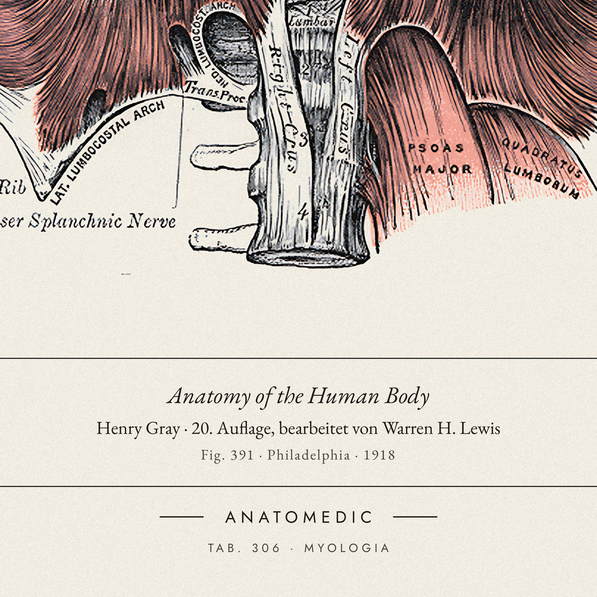 Nahaufnahme der Bildunterschrift: Anatomy of the Human Body · Henry Gray · 20. Auflage, bearbeitet von Warren H. Lewis, TAB. 306 · MYOLOGIA