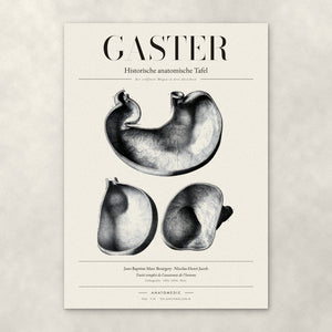 Gaster – Anatomie-Poster von ANATOMEDIC, historische anatomische Tafel: Der eröffnete Magen in drei Ansichten
