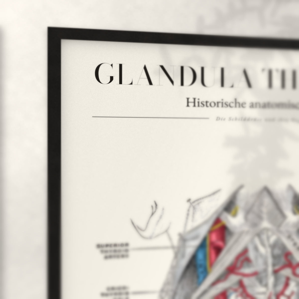 Nahaufnahme von Rahmenecke und Titel „Glandula Thyroidea“
