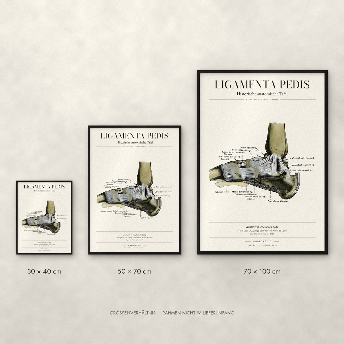 Ligamenta Pedis Poster im Größenvergleich: 30 × 40, 50 × 70 und 70 × 100 cm