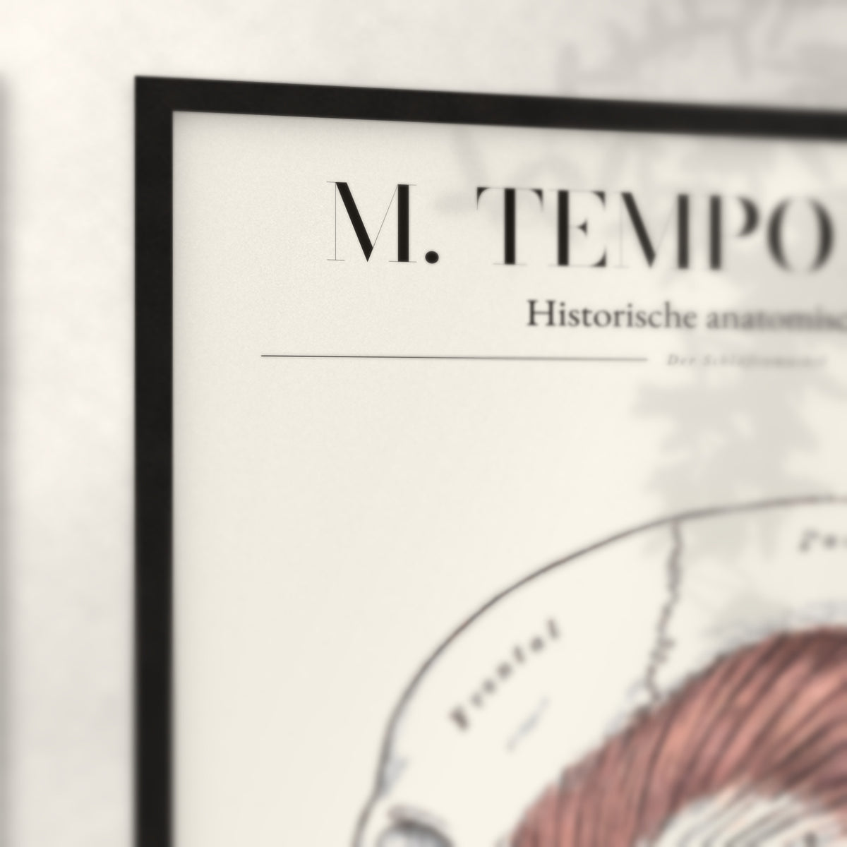 Nahaufnahme von Rahmenecke und Titel „M. Temporalis“