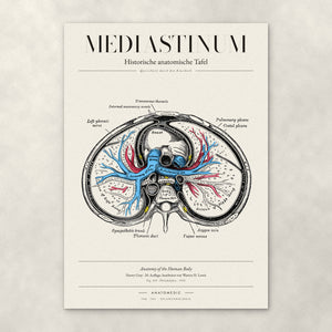 Mediastinum – Anatomie-Poster von ANATOMEDIC, historische anatomische Tafel: Querschnitt durch den Brustkorb
