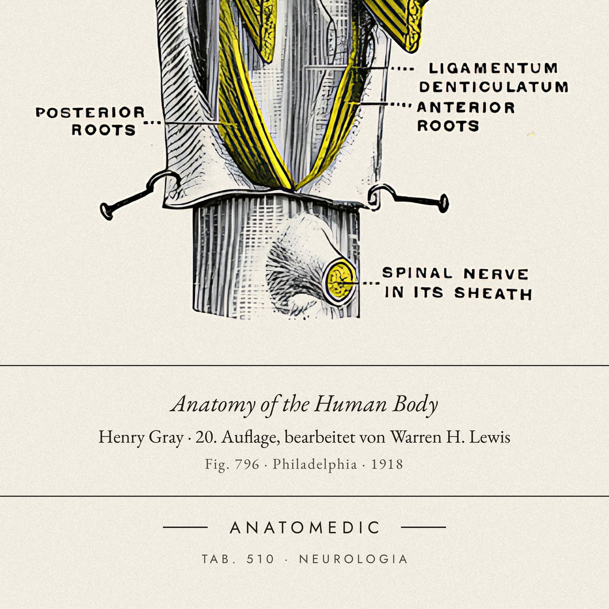 Nahaufnahme der Bildunterschrift: Anatomy of the Human Body · Henry Gray · 20. Auflage, bearbeitet von Warren H. Lewis, TAB. 510 · NEUROLOGIA