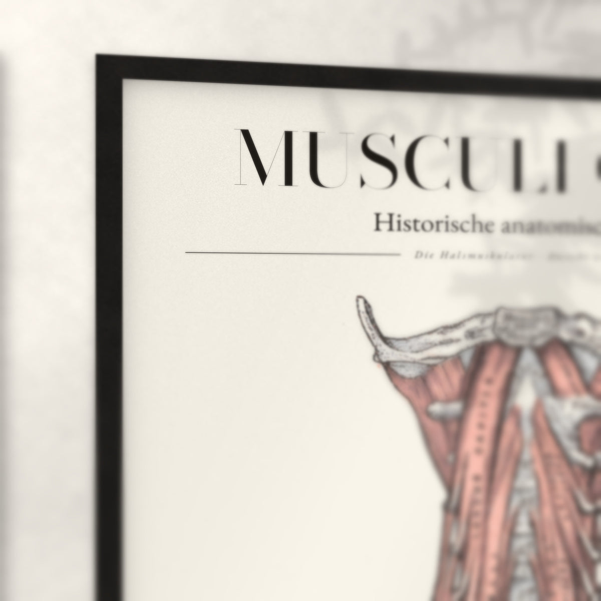 Nahaufnahme von Rahmenecke und Titel „Musculi Colli – Die Halsmuskulatur · Ansicht von vorn“