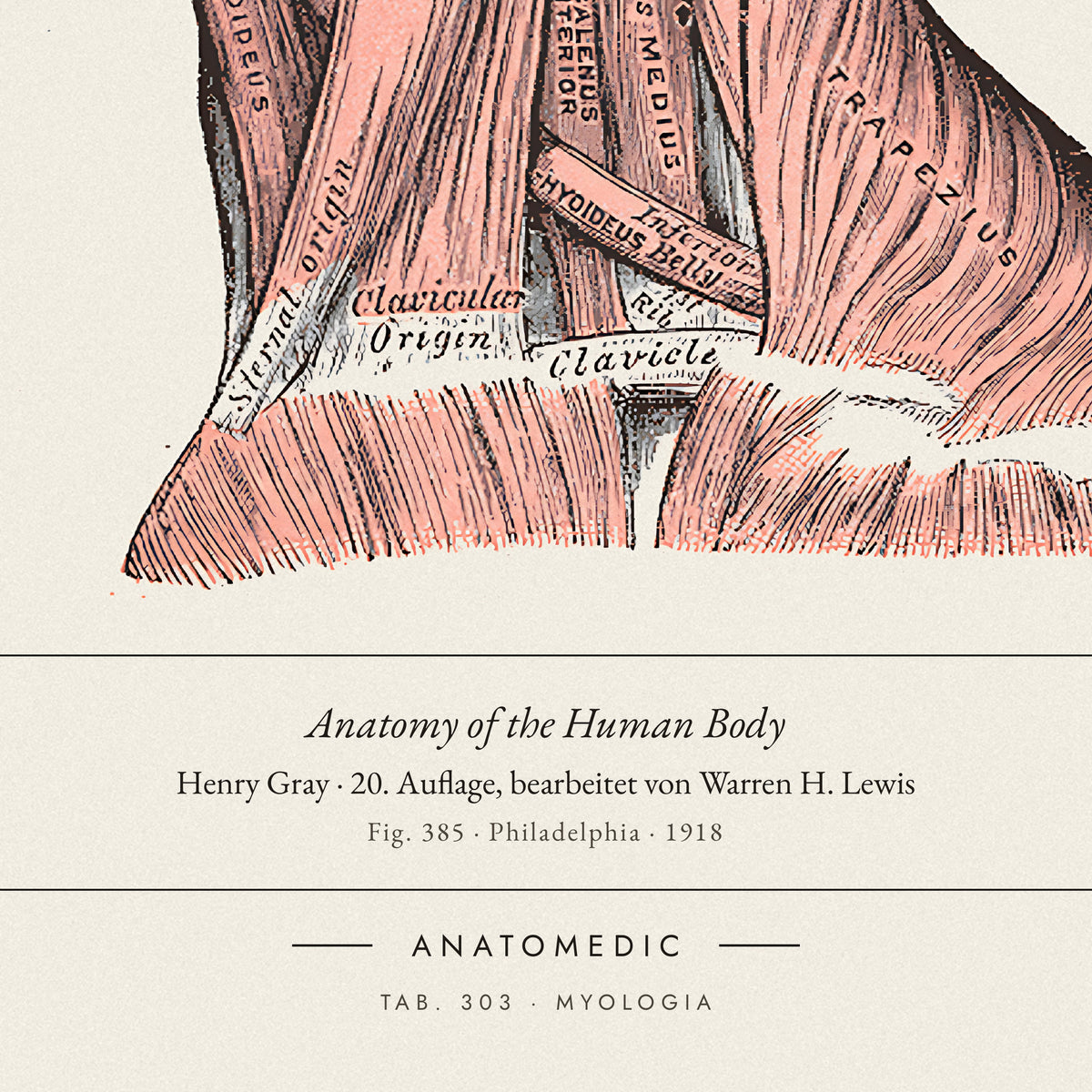 Nahaufnahme der Bildunterschrift: Anatomy of the Human Body · Henry Gray · 20. Auflage, bearbeitet von Warren H. Lewis, TAB. 303 · MYOLOGIA