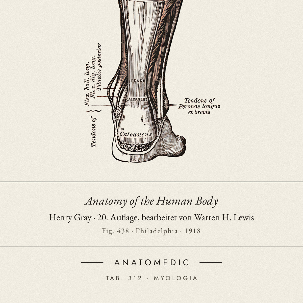Nahaufnahme der Bildunterschrift: Anatomy of the Human Body · Henry Gray · 20. Auflage, bearbeitet von Warren H. Lewis, TAB. 312 · MYOLOGIA