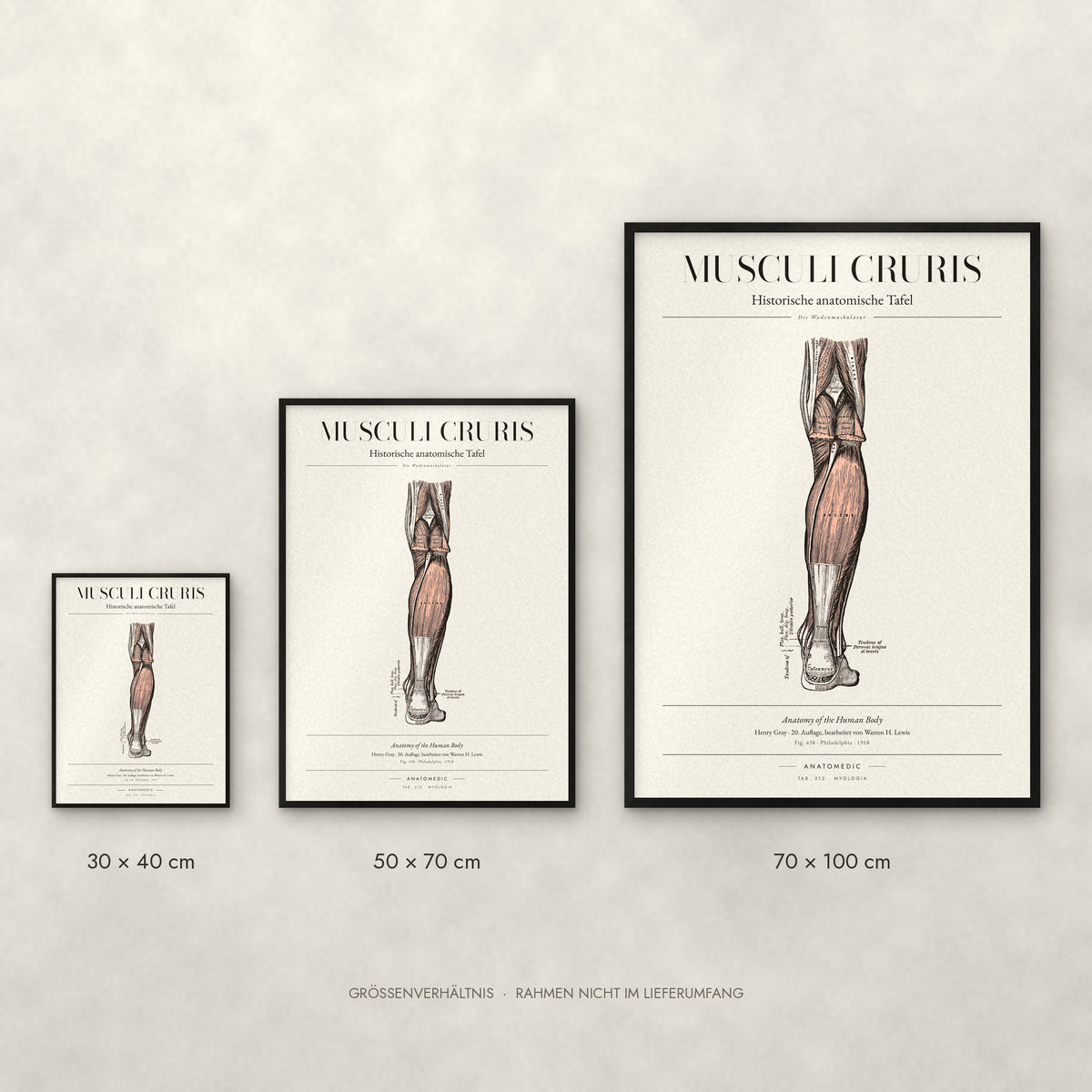 Musculi Cruris Poster im Größenvergleich: 30 × 40, 50 × 70 und 70 × 100 cm