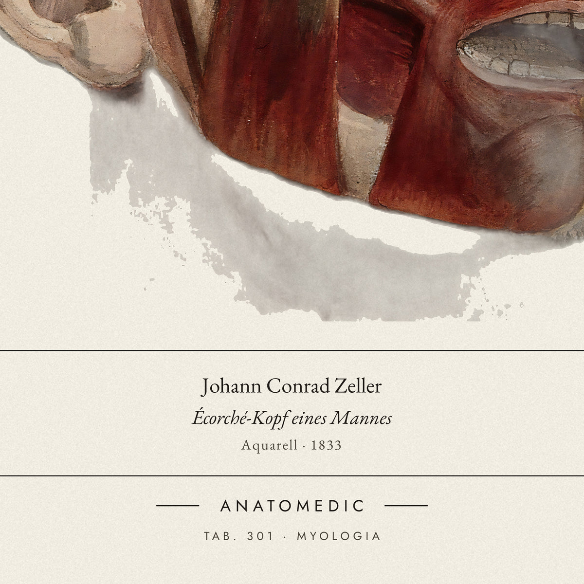 Nahaufnahme der Bildunterschrift: Johann Conrad Zeller · Écorché-Kopf eines Mannes, TAB. 301 · MYOLOGIA