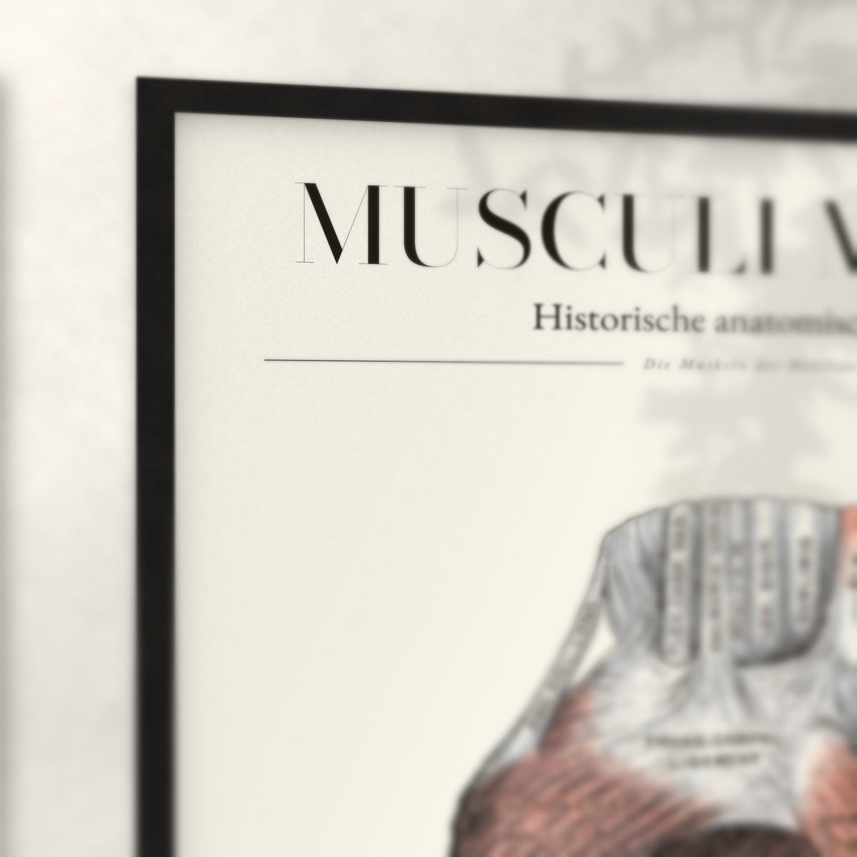 Nahaufnahme von Rahmenecke und Titel „Musculi Manus“