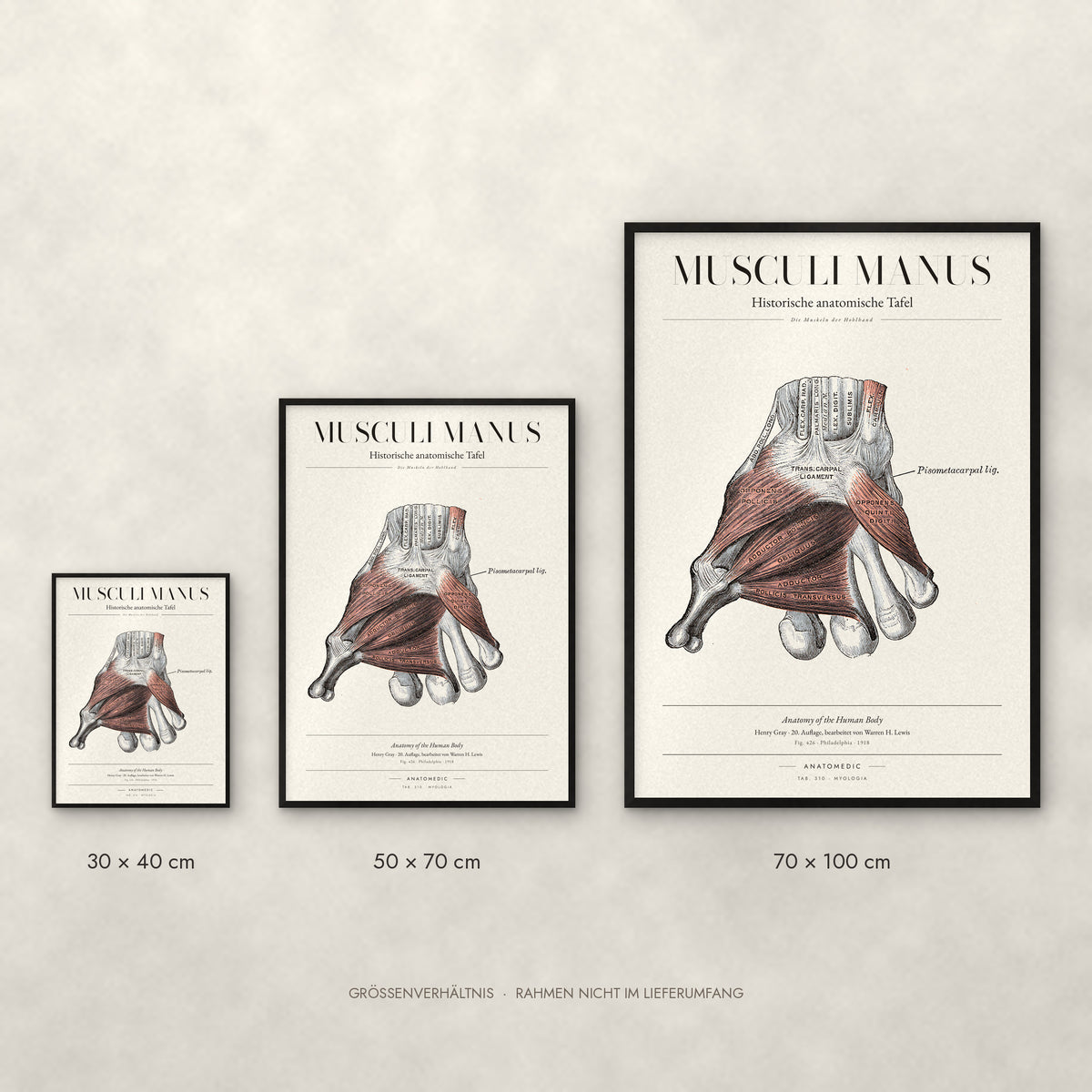 Musculi Manus Poster im Größenvergleich: 30 × 40, 50 × 70 und 70 × 100 cm