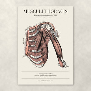 Musculi Thoracis – Anatomie-Poster von ANATOMEDIC, historische anatomische Tafel: Brust- und Oberarmmuskulatur