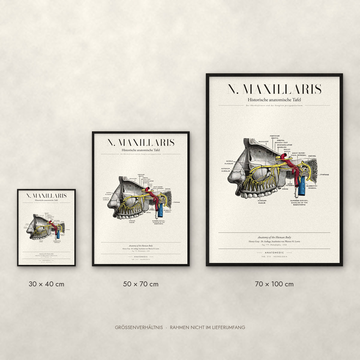 N. Maxillaris Poster im Größenvergleich: 30 × 40, 50 × 70 und 70 × 100 cm