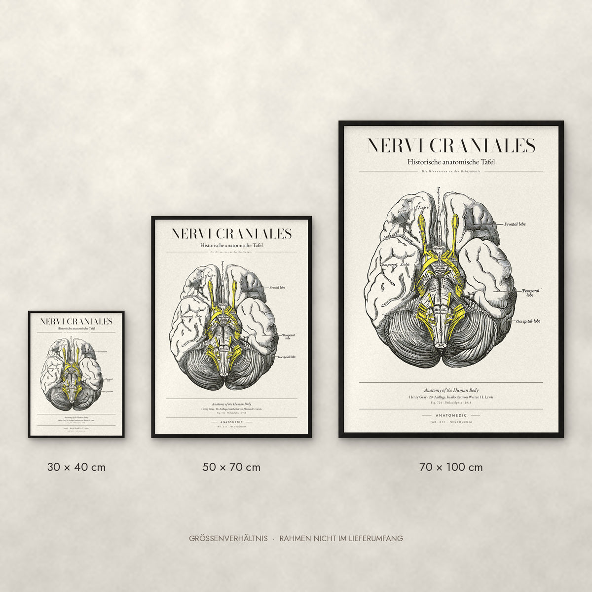 Nervi Craniales Poster im Größenvergleich: 30 × 40, 50 × 70 und 70 × 100 cm