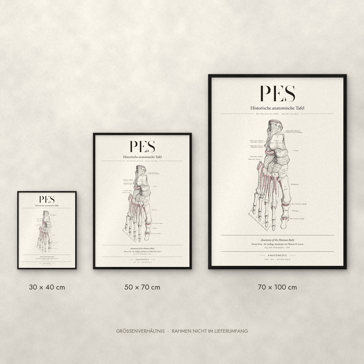 Pes – Die Knochen des Fußes · Ansicht von oben Poster im Größenvergleich: 30 × 40, 50 × 70 und 70 × 100 cm