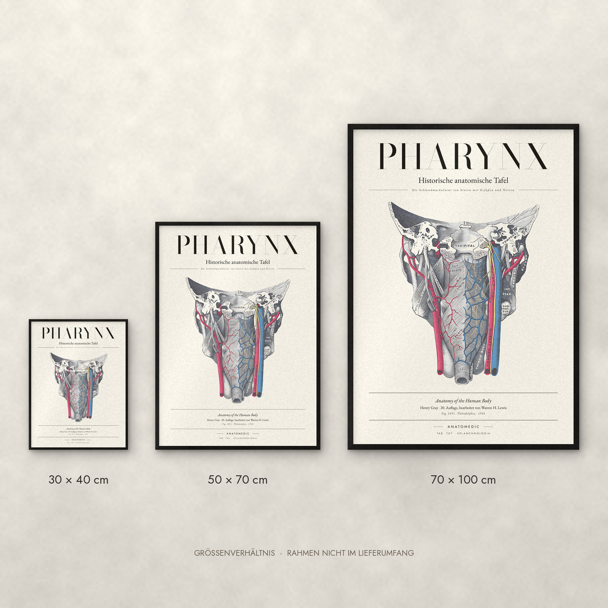 Pharynx Poster im Größenvergleich: 30 × 40, 50 × 70 und 70 × 100 cm