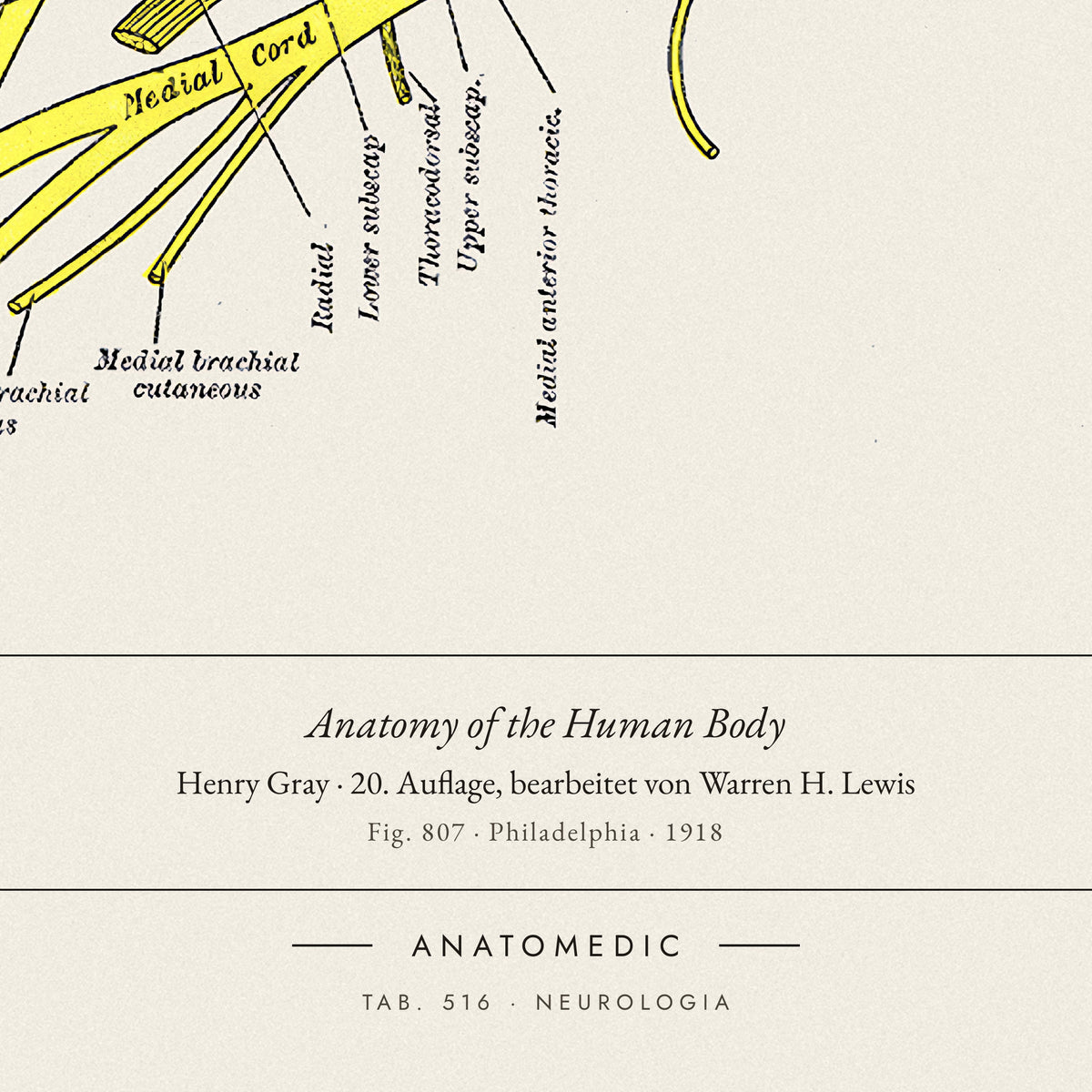 Nahaufnahme der Bildunterschrift: Anatomy of the Human Body · Henry Gray · 20. Auflage, bearbeitet von Warren H. Lewis, TAB. 516 · NEUROLOGIA