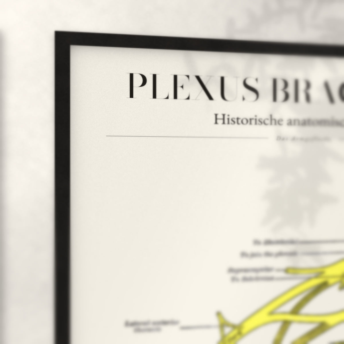 Nahaufnahme von Rahmenecke und Titel „Plexus Brachialis“