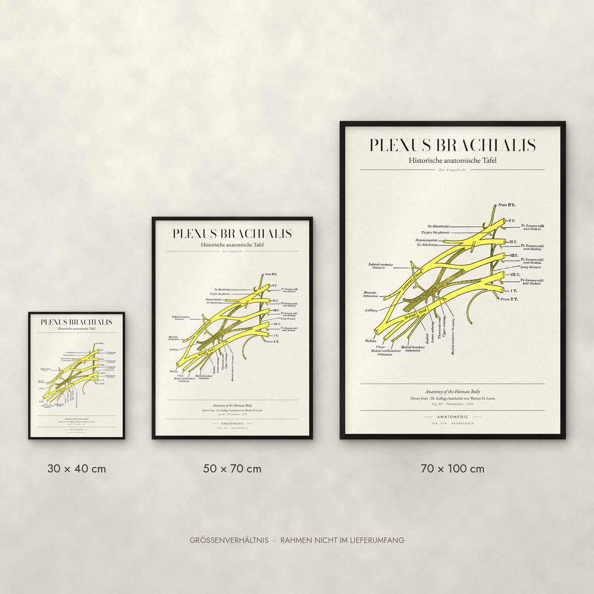 Plexus Brachialis Poster im Größenvergleich: 30 × 40, 50 × 70 und 70 × 100 cm