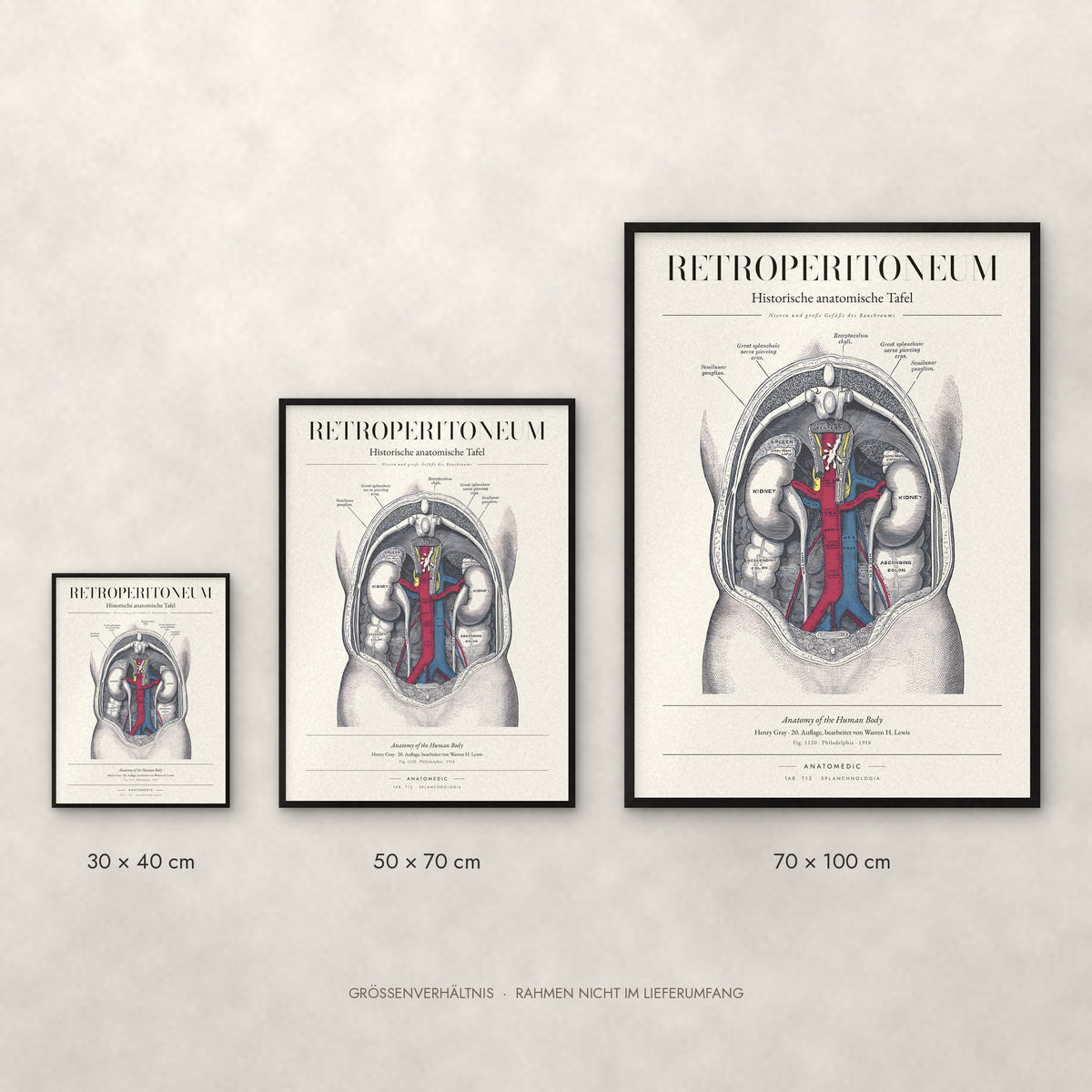 Retroperitoneum Poster im Größenvergleich: 30 × 40, 50 × 70 und 70 × 100 cm