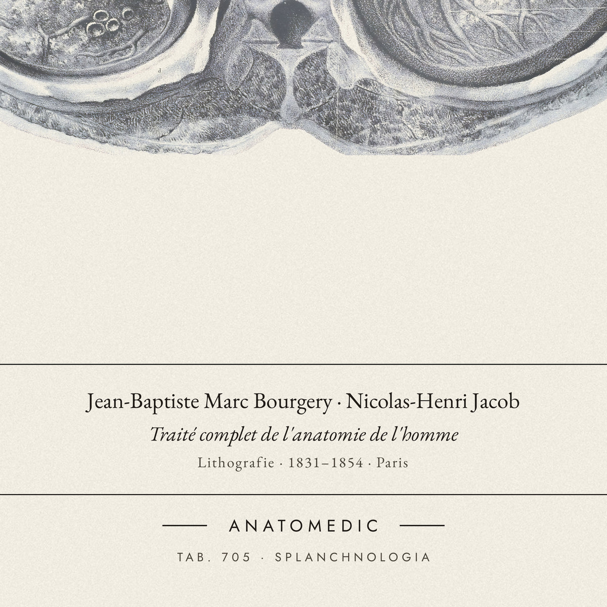 Nahaufnahme der Bildunterschrift: Jean-Baptiste Marc Bourgery · Nicolas-Henri Jacob · Traité complet de l'anatomie de l'homme, TAB. 705 · SPLANCHNOLOGIA