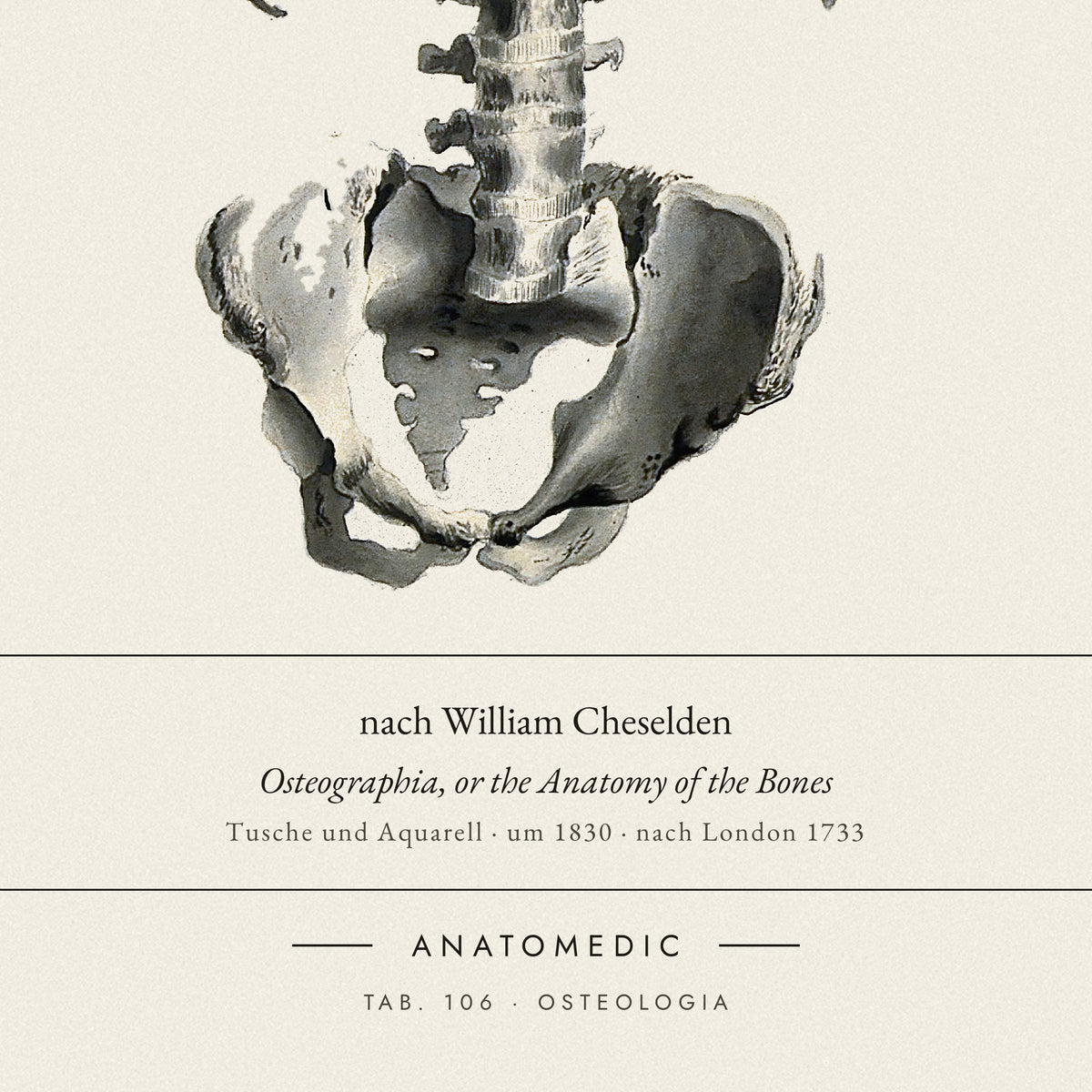Nahaufnahme der Bildunterschrift: nach William Cheselden · Osteographia, or the Anatomy of the Bones, TAB. 106 · OSTEOLOGIA