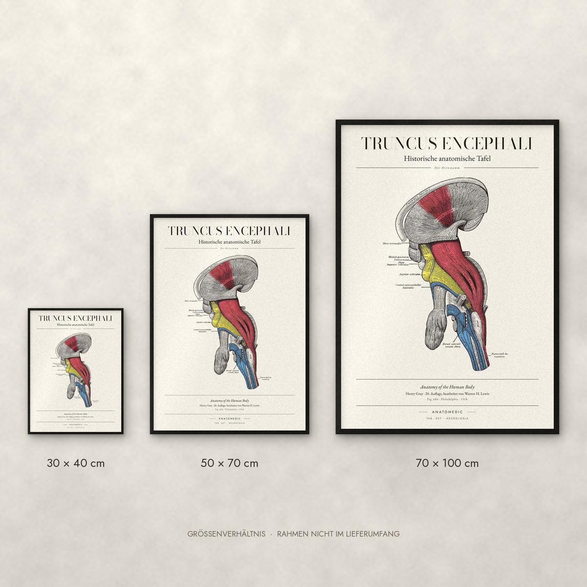 Truncus Encephali Poster im Größenvergleich: 30 × 40, 50 × 70 und 70 × 100 cm