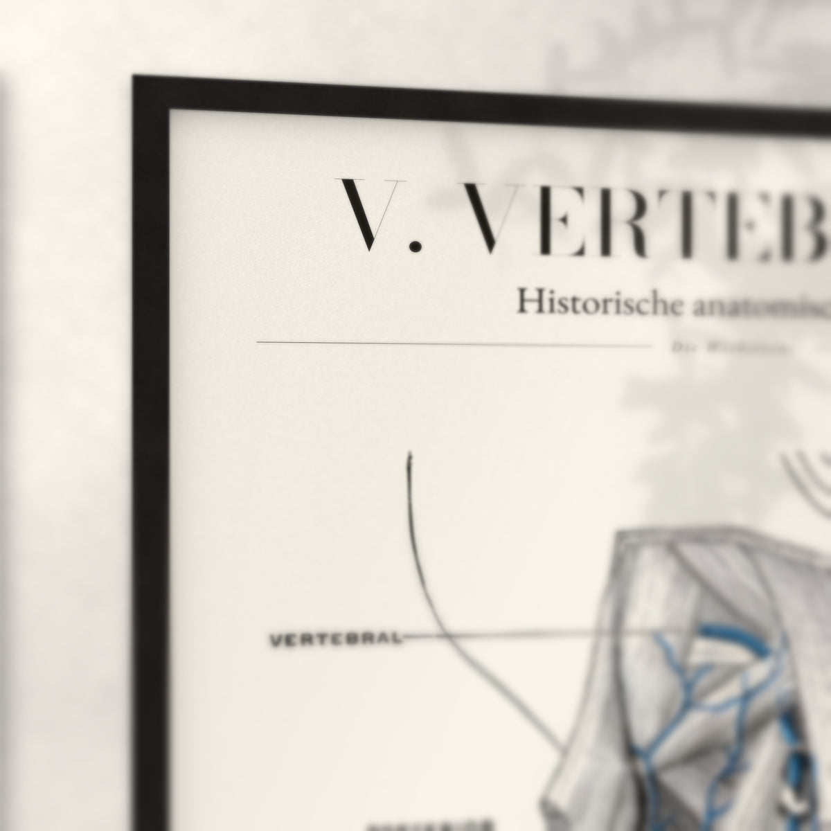 Nahaufnahme von Rahmenecke und Titel „V. Vertebralis“