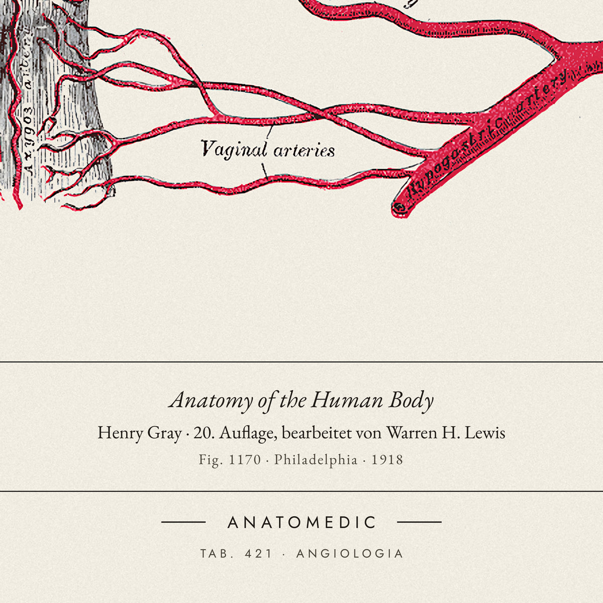 Nahaufnahme der Bildunterschrift: Anatomy of the Human Body · Henry Gray · 20. Auflage, bearbeitet von Warren H. Lewis, TAB. 421 · ANGIOLOGIA