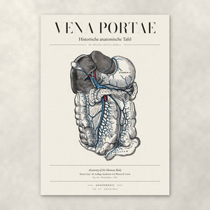 Vena Portae – Anatomie-Poster von ANATOMEDIC, historische anatomische Tafel: Die Pfortader und ihre Zuflüsse