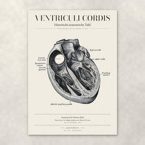Ventriculi Cordis – Anatomie-Poster von ANATOMEDIC, historische anatomische Tafel: Die Herzkammern und das Septum von innen