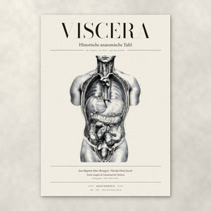 Viscera – Anatomie-Poster von ANATOMEDIC, historische anatomische Tafel: Die Organe von Brust- und Bauchhöhle