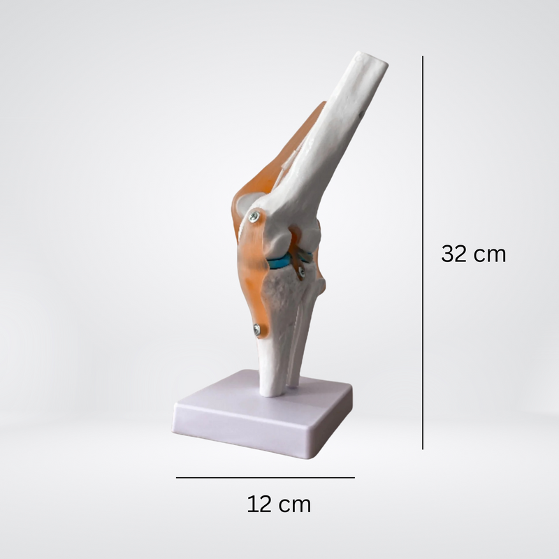 Kniegelenk-Modell mit Maßangabe 12 × 32 cm