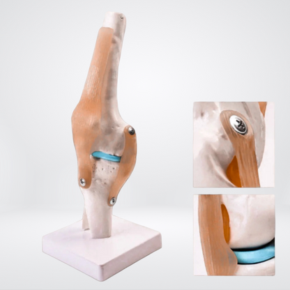 Funktionelles Anatomiemodell des Knies, Detailansicht - anatomedic